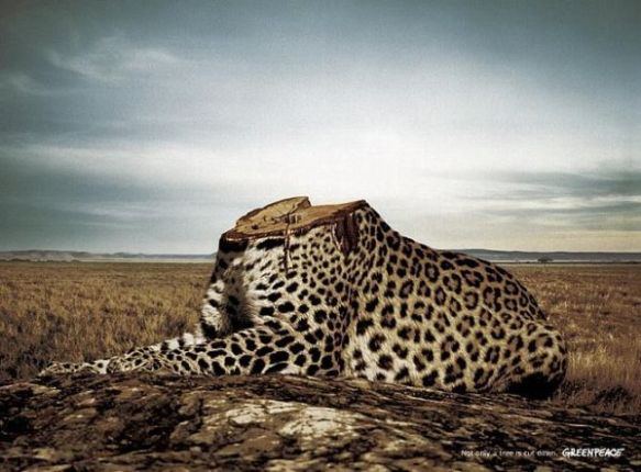 Jaguars, big cats, wildlife, conservation, Nicaragua, Canal, biodiversity, environmental disaster, endangered species, Extinctions, deforestation