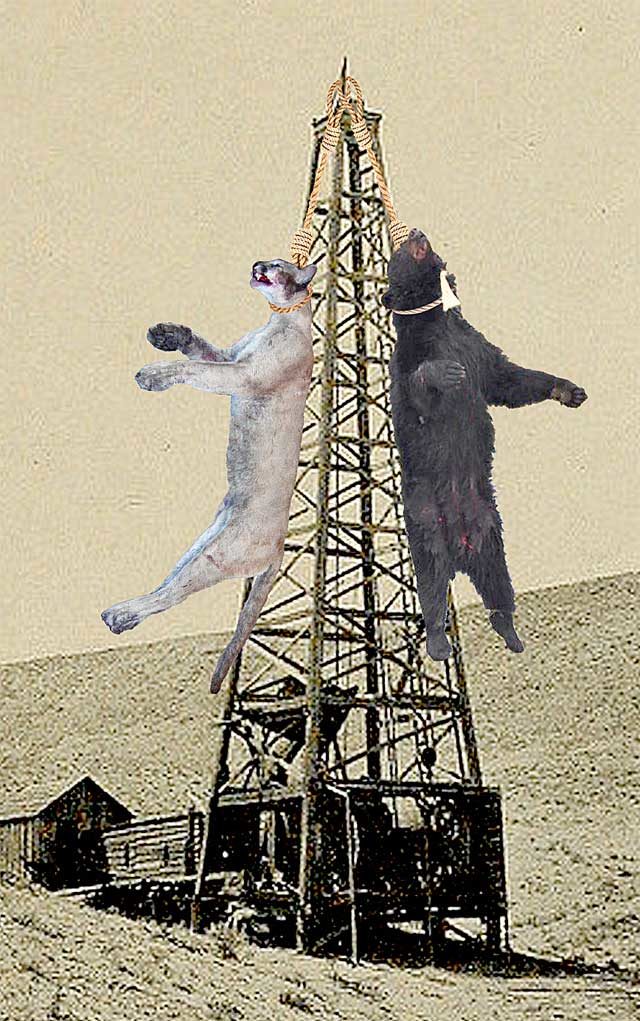 Mountain Lions, Colorado, big cats, wildlife, conservation, biodiversity, environmental disaster, endangered species, Extinctions,