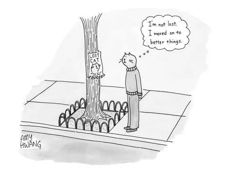 lost cats, the secret of lost cats, missing pets, lost cat posters, 