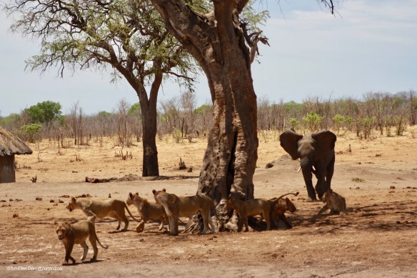 Lions, World Lion Day, ethical tourism, travel, Africa, Hwange National Park, Zimbabwe, endangered species, wildlife photography