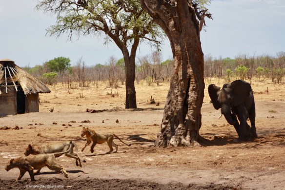 Lions, World Lion Day, ethical tourism, travel, Africa, Hwange National Park, Zimbabwe, endangered species, wildlife photography