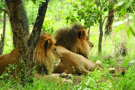 Lion Ark, lions, circus lions, big cats, animal rescue, documentary, Animal Defenders International, ADI, Bolivia, ban on circus animals, captivity, poaching, South Africa, Lion bone trade,Emoya Big Cat Sanctuary