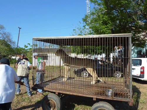 Lion Ark, lions, circus lions, big cats, animal rescue, documentary, Animal Defenders International, ADI, Bolivia, ban on circus animals, captivity