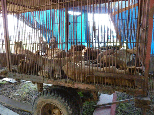 Lion Ark, lions, circus lions, big cats, animal rescue, documentary, Animal Defenders International, ADI, Bolivia, ban on circus animals, captivity
