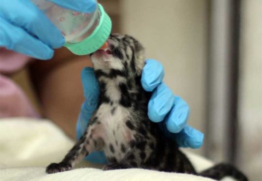 SSP, breeding clouded leopards,clouded leopards, neofelis nebulosa, Sunda Clouded leopard, Project Neofelis, endangered species, Carvinores.org, Anthony Giordano, wild cats, small cats, Borneo, Sumatra, Indochinese leopard