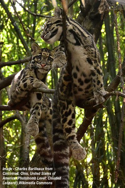 clouded leopards, neofelis nebulosa, Sunda Clouded leopard, Project Neofelis, endangered species, Carvinores.org, Anthony Giordano, wild cats, small cats, Borneo, Sumatra, Indochinese leopard