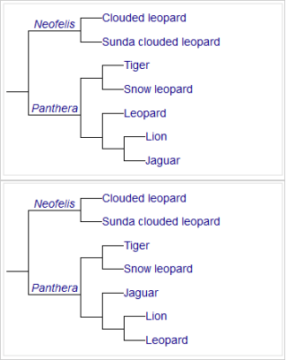 S.P.E.C.I.E.S, clouded leopards, neofelis nebulosa, Sunda Clouded leopard, Project Neofelis, endangered species, Carvinores.org, Anthony Giordano, wild cats, small cats, Borneo, Sumatra, Indochinese leopard