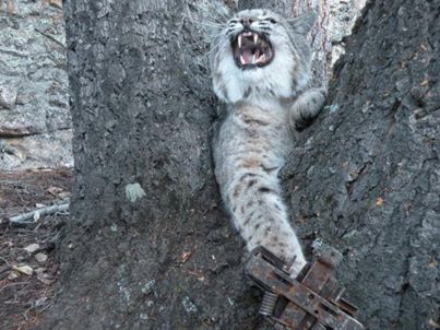 Arizonans for Wildlife, mountain lions, bobcats, jaguars, ocelots and lynx, trophy hunting, trapping, animal cruelty, wildcats, ban trophy hunting, ban trapping, ban hounding, endangered species, The Humane Society of the United States, conservation, Fur trapping cruelt, Fur is murder, fur is not fashion, Fur for markets in China and Russia, Say not to Fur