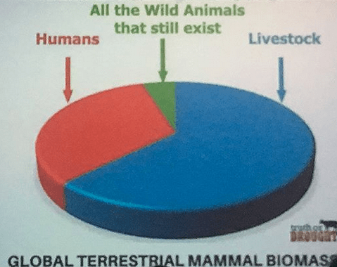 Photo Ark, #SaveTogether, National Geographic Photo Ark, Joel Sartore, Wildlife Conservation, Wildlife Photography, ROMSpeaks, Wildcats, Be their Voice