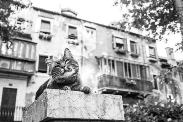 Marianna Zampieri, Photography, Italy, Weddings, Cat Photography, Brides and Cats, Cats in Venice, Photography, Cats at Work