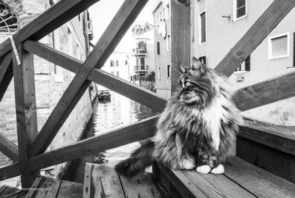 Marianna Zampieri, Photography, Italy, Weddings, Cat Photography, Brides and Cats, Cats in Venice, Photography, Cats at Work