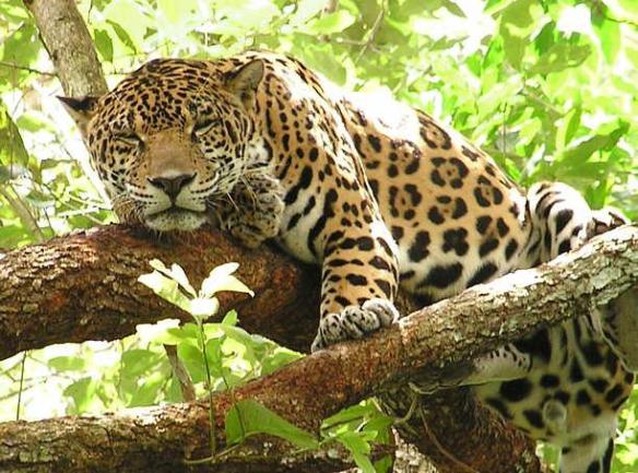 http://nationalparksofparaguay.blogspot.ca/2013/09/jaguar-habitat-in-defenders-of-chaco.html Jaguars, Chaco, Paraguay, Gran Chaco, South America, habitat loss, endangered species, big cats, livestock wildlife conflict