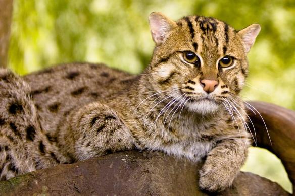 Fishing Cat, Prionailurus viverrinus,Small Cats, Wildcats, Asia, Southeast Asia, endangered species, wetland species, water cats, mangroves, Sri Lanka, Bangladesh, Thailand, aquaculture, shirmp farming, wetland loss, mangroves, swamp cats,