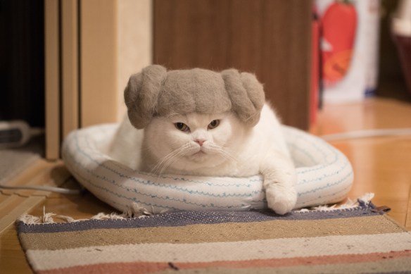 Ryo Yamazaki, rojiman, cats in hats, cat hair, Japan, scottish folds