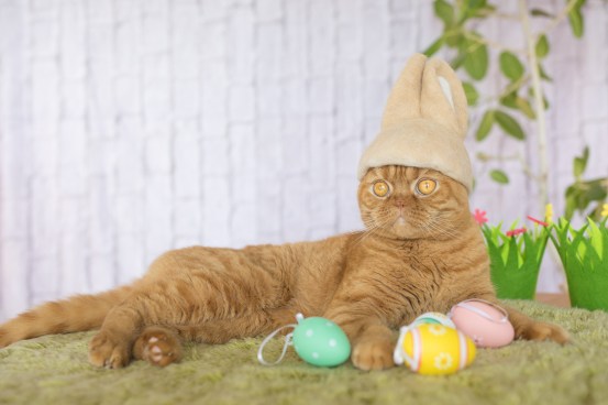 Ryo Yamazaki, rojiman, cats in hats, cat hair, Japan, scottish folds