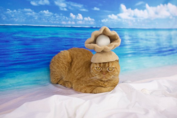 Ryo Yamazaki, rojiman, cats in hats, cat hair, Japan, scottish folds