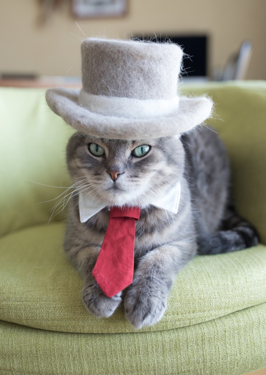Ryo Yamazaki, rojiman, cats in hats, cat hair, Japan, scottish folds