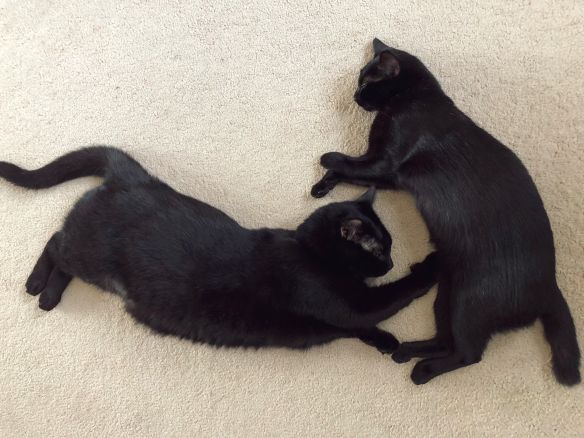 Black Cats, Adopt don't shop, Cats are family