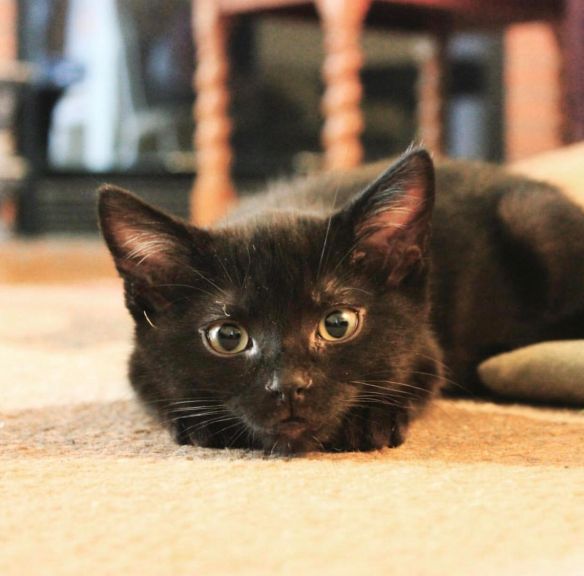Black Cats, Adopt don't shop, Cats as family