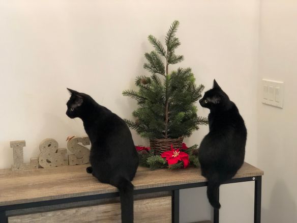 Black Cats, Adopt don't shop, Cats are family