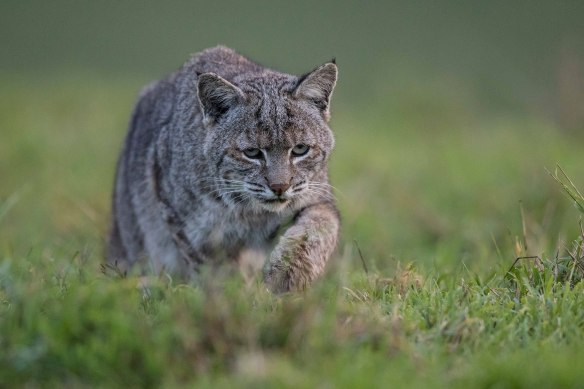 Wyoming Untrapped, Ken Bouley, Bobcats, Trophy hunting, wildlife conservation, wildlife photography