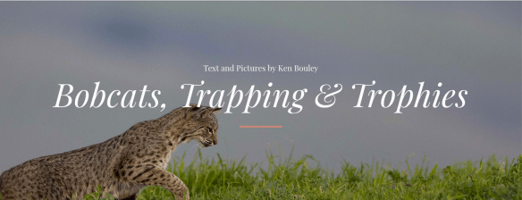Wyoming Untrapped, Ken Bouley, Bobcats, Trophy hunting, wildlife conservation, wildlife photography