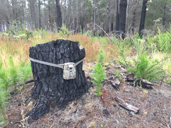 Pumas, Chile, Conservation, Central Chile, Proyecto Carnivoros Australes, mountain lions, Puma concolor