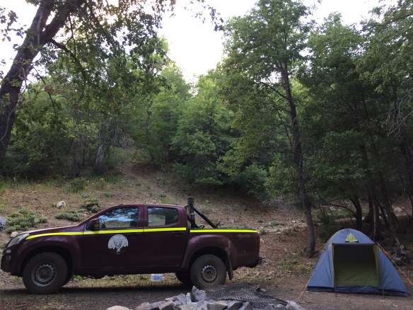 Pumas, Chile, Conservation, Central Chile, Proyecto Carnivoros Australes, mountain lions, Puma concolor, Andean Mountains