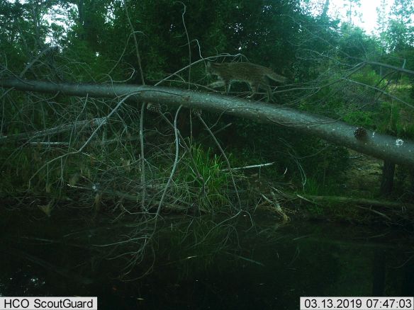 Pumas, Chile, Conservation, Central Chile, Proyecto Carnivoros Australes, mountain lions, Puma concolor, Guigna, Leopardus guigna