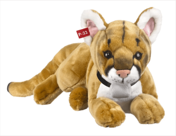 P-22 Day Festival, LA, Los Angeles, Urban Wildlife Day, Wildlife Crossing, Mountain lions, California, P-22 Mountain lion, Hollywood,