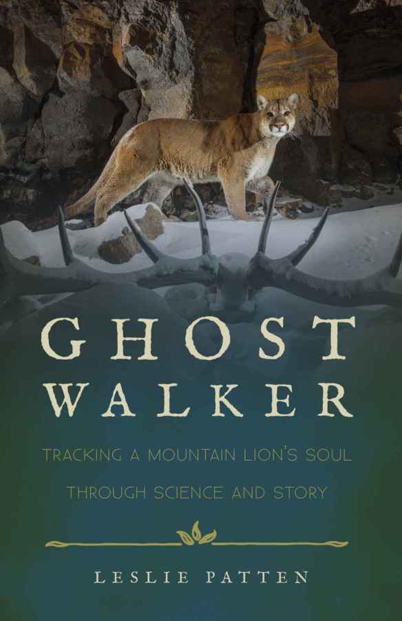Ghost Walker, Leslie Patten, Mountain Lions, Cougars, Pumas, California, Wyoming, Yellowstone, Panthera Teton Cougar Project, American lions, 