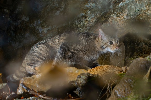 Lars Begert, Wildlife photography, Camera Trapping, Switzerland, Jura Mountains, Wildcat Monitoring Switzerland, Europen Wild Cat, Iberian Lynx, Bobcats, conservation