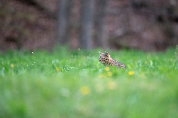 Lars Begert, Wildlife photography, Camera Trapping, Switzerland, Jura Mountains, Wildcat Monitoring Switzerland, Europen Wild Cat, Iberian Lynx, Bobcats, conservation