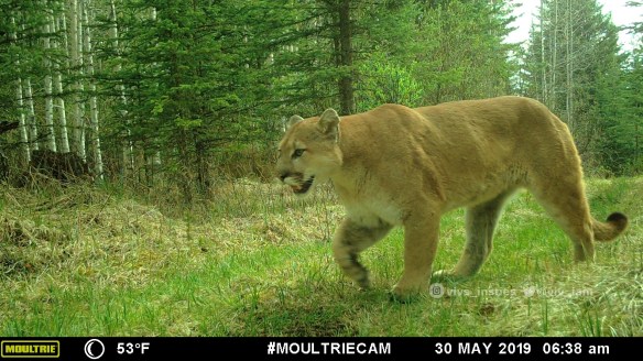 Vivs_Insties, Cougars, Mounatin lions, Wildlife photography, Canadian Wildlife, The wild west, Alberta, Camera trapping, stray dogs