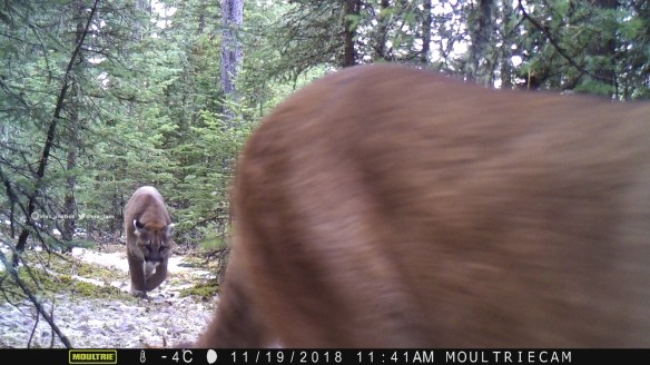 Vivs_Insties, Cougars, Mounatin lions, Wildlife photography, Canadian Wildlife, The wild west, Alberta, Camera trapping