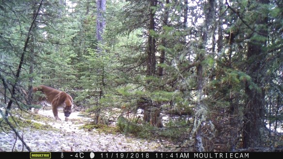 Vivs_Insties, Cougars, Mounatin lions, Wildlife photography, Canadian Wildlife, The wild west, Alberta, Camera trapping